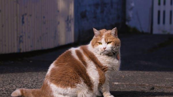 林一爱撸猫！好怕猫毛影响他的嗓子！我想送ta猫用空气净化器！