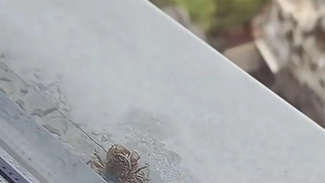 福建一男子凌晨5点走到窗边，无意间低头一看，被眼前的一幕惊呆了