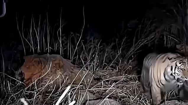 东北虎抓捕画面曝光！四针强效麻醉剂仍行动自如，晚上9点才睡着