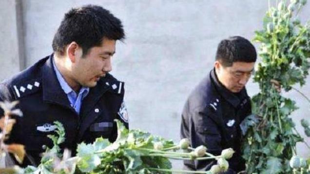 甘肃条山农场，武警24小时持枪保护，高墙铁丝网下种些什么？