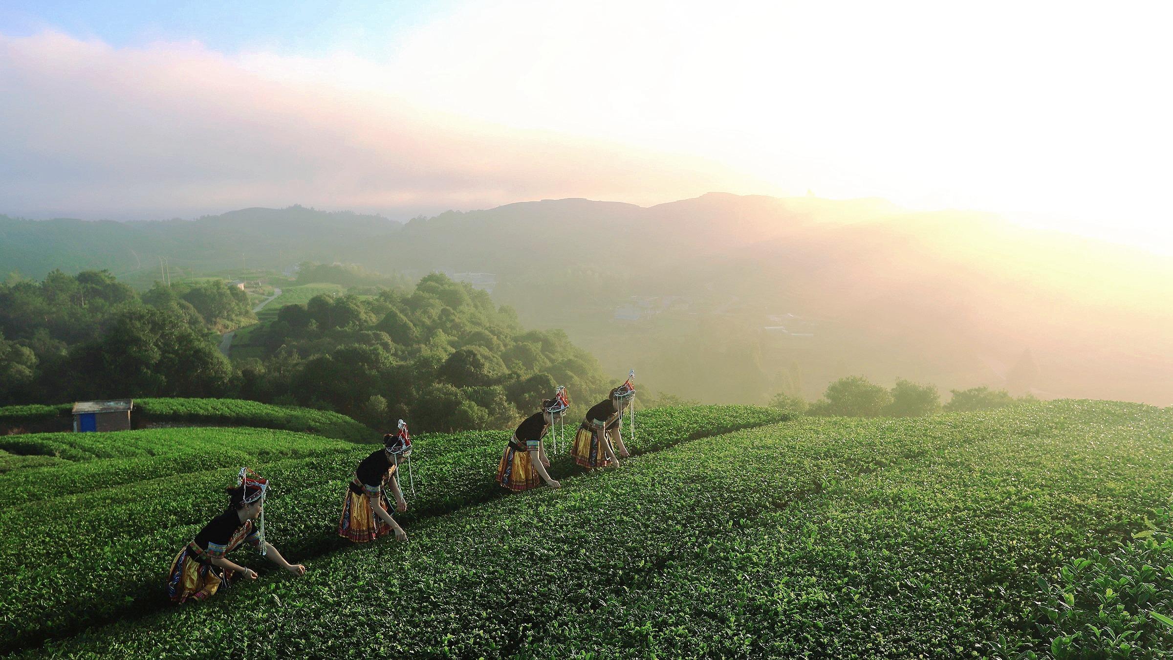 浙江福建交界处看日出与云海，人少景美不要门票，好像到了新西兰