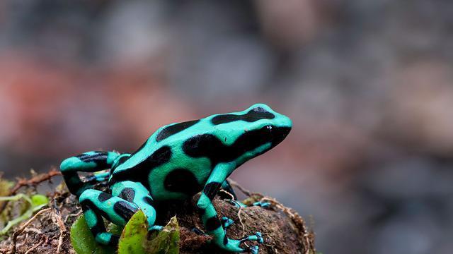 《动物王者》新宠儿：箭毒蛙罗密欧的奇妙之旅