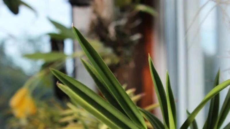 兰花过冬新指南：10℃以上施肥，温暖呵护每一朵！