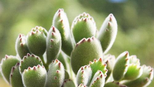 熊童子种植方法全攻略：从选土到修剪，打造茁壮成长的多肉质植物