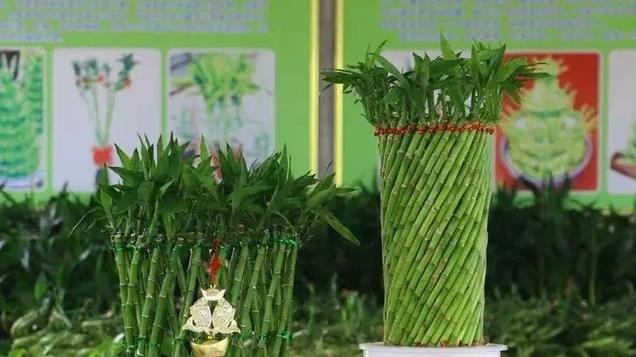 过年就养4种“水培花”，浇水就能活，富贵又吉祥！