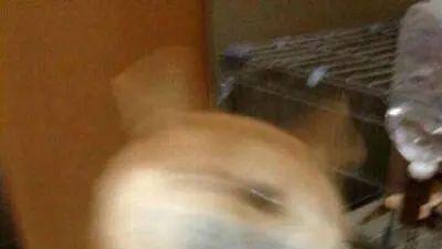 狗狗乱吃东西被女主人揪着耳朵喊吐，结果还不如一句你爸来了管用