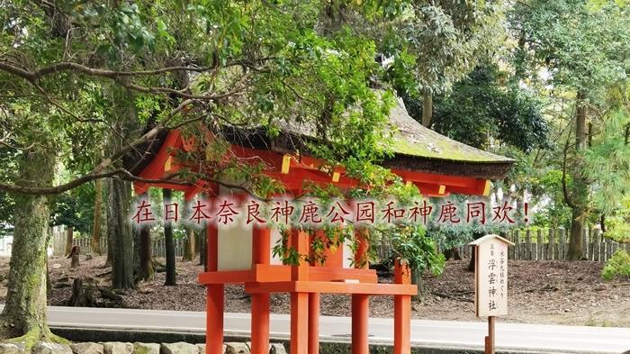 在日本奈良神鹿公园和神鹿同欢！