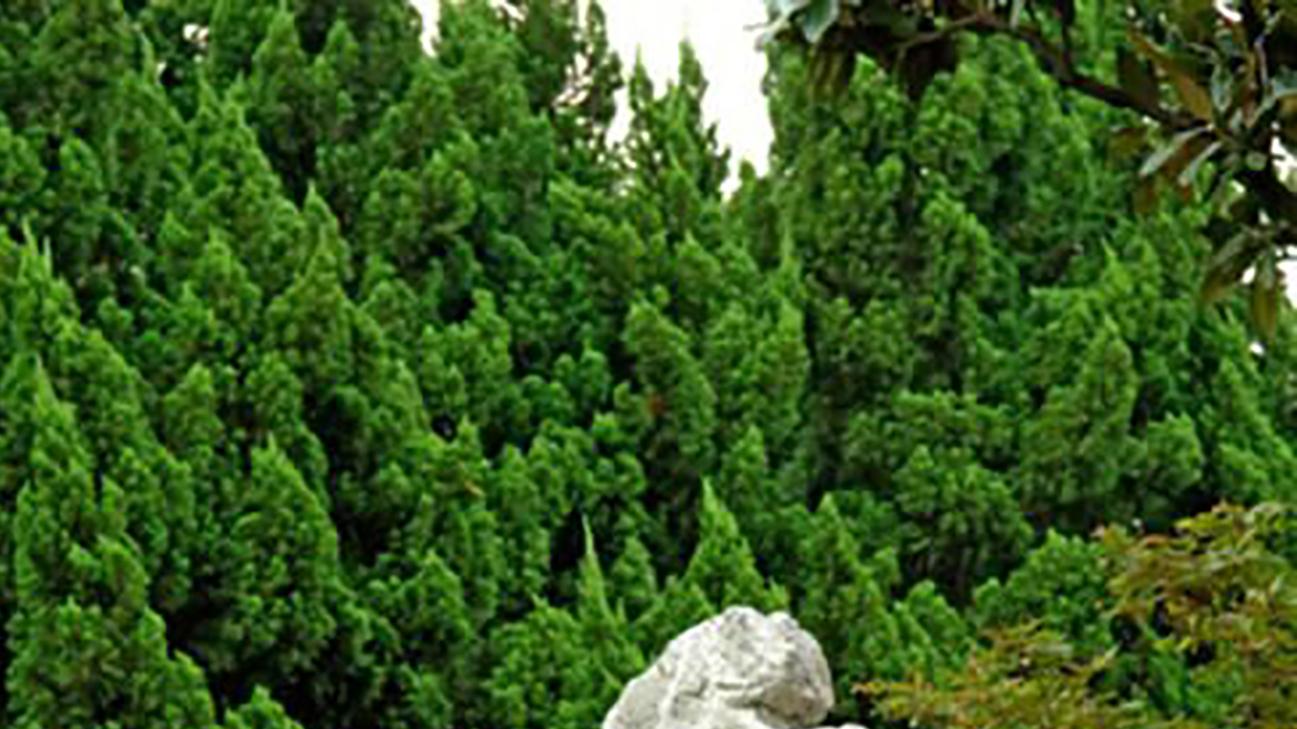 在校园的角落里，一块石碑上龙飞凤舞的线条，吸引了人们的目光