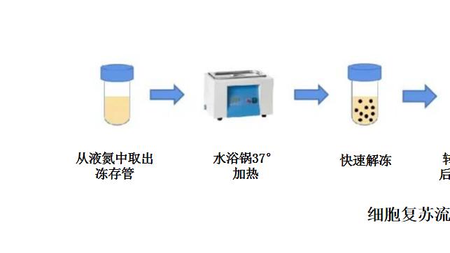 知识分享丨细胞培养简单攻略-复苏/传代/冻存