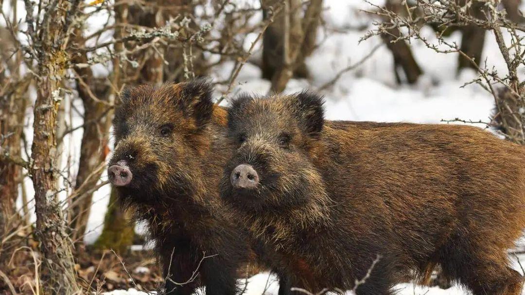 为让媳妇吃上硬菜，东北汉子零下40度打猎，遭3狼围堵却笑了