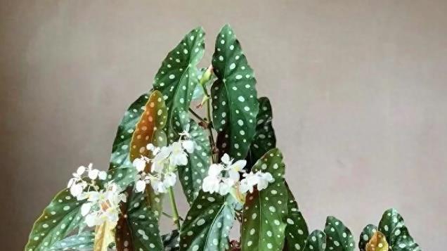 鳟鱼秋海棠冬天有“四怕”，避开了才能越养越精神