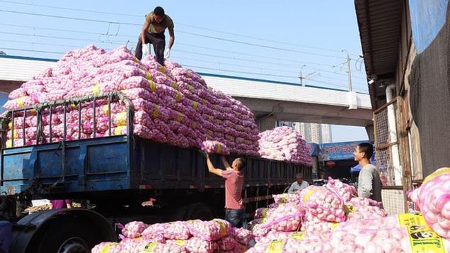 美国连大蒜也不放过，美议员指控：中国大蒜构成“国家安全”威胁-娱栀