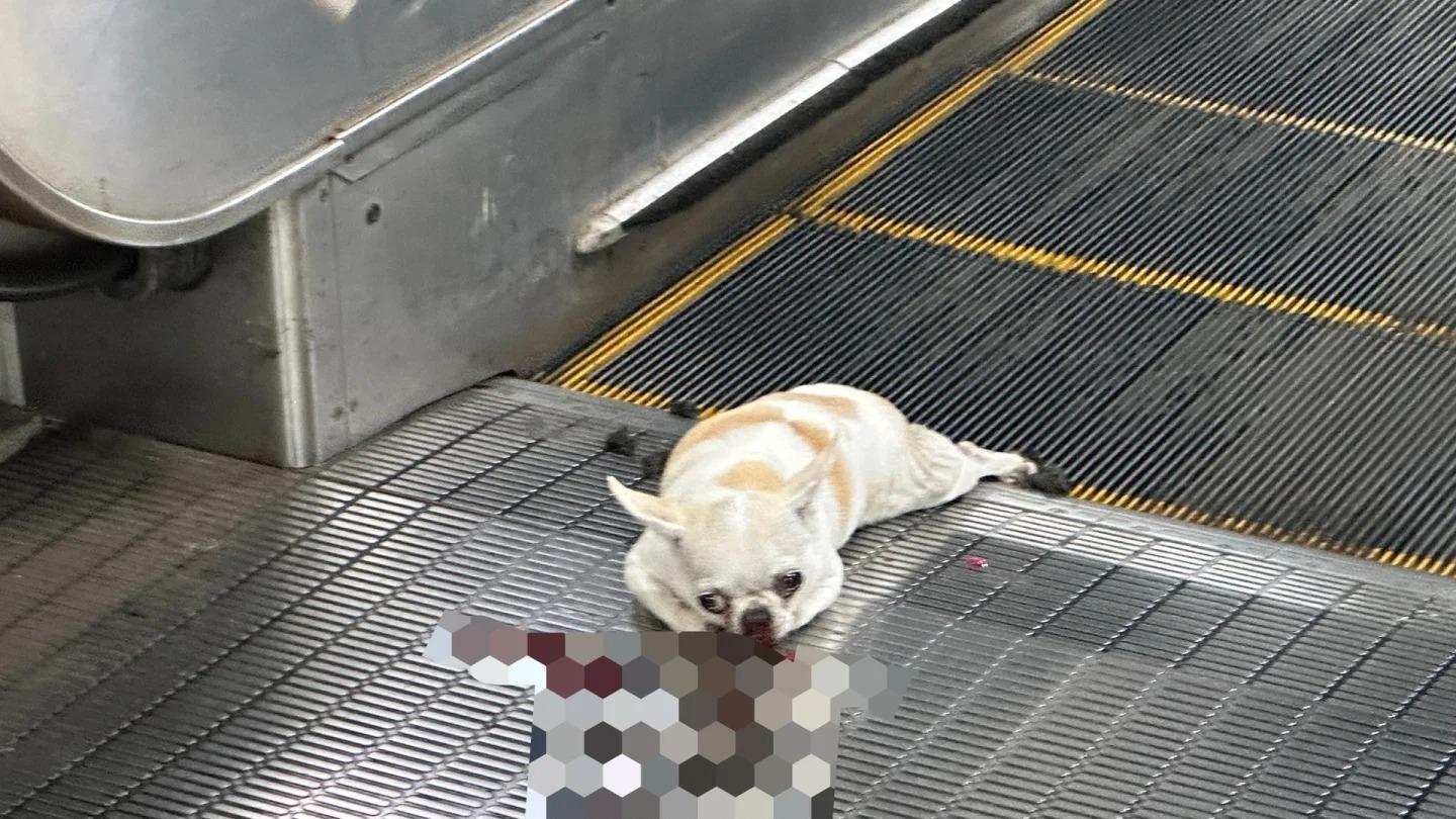 牵狗上自动扶梯一定要抱起来好嘛！