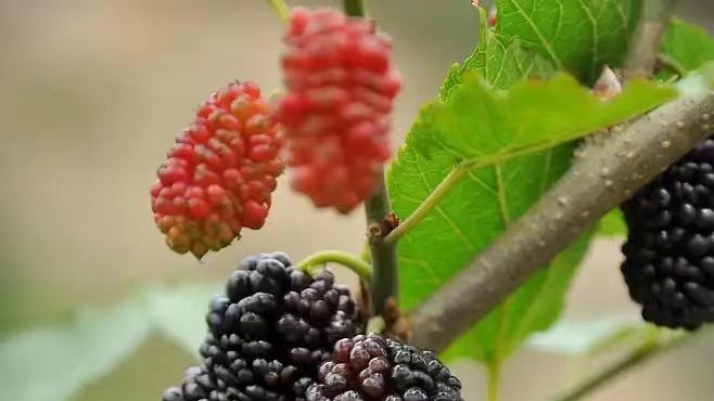 6种五月时令水果