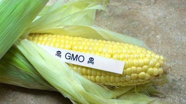 2024年诺奖得主，揭穿转基因危害真面目？争论那么多年有定论了？