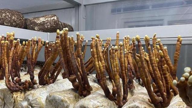 中国在巴新种蘑菇，结果种的太好了，让当地部落都放弃了械斗