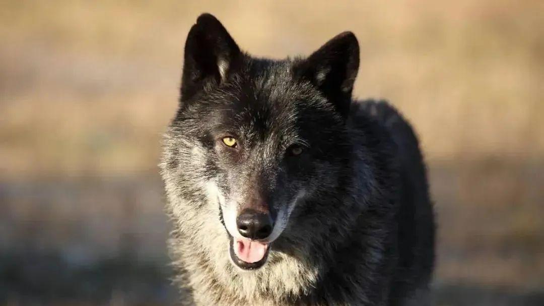 千万别惹狼群？内蒙古牧场主用重金属音乐，让狼崽子哭爹喊娘