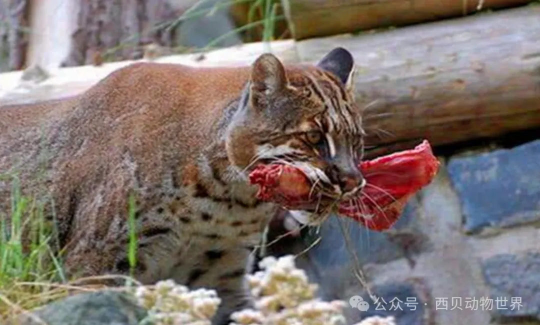 甘肃惊现“林中战神”！1.2米“黄虎”凶猛猎虎崽，神秘行踪引热议