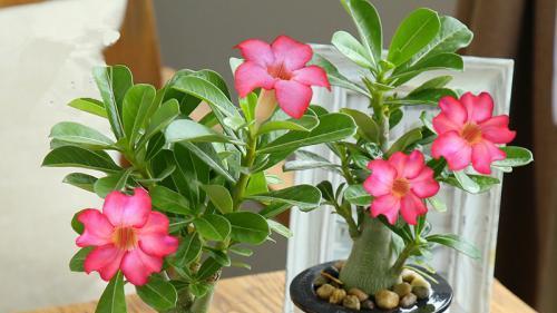 绿色守护者：植物在现代生活中的净化与增湿作用