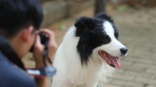 当萌宠进入游戏 探索《动物王者》中的温馨与欢乐