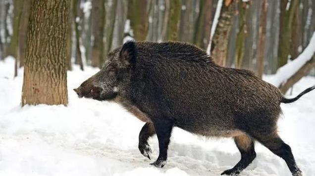 天花板半夜掉300斤野猪，老汉拿一米长棍和野猪搏斗，被咬伤脚趾