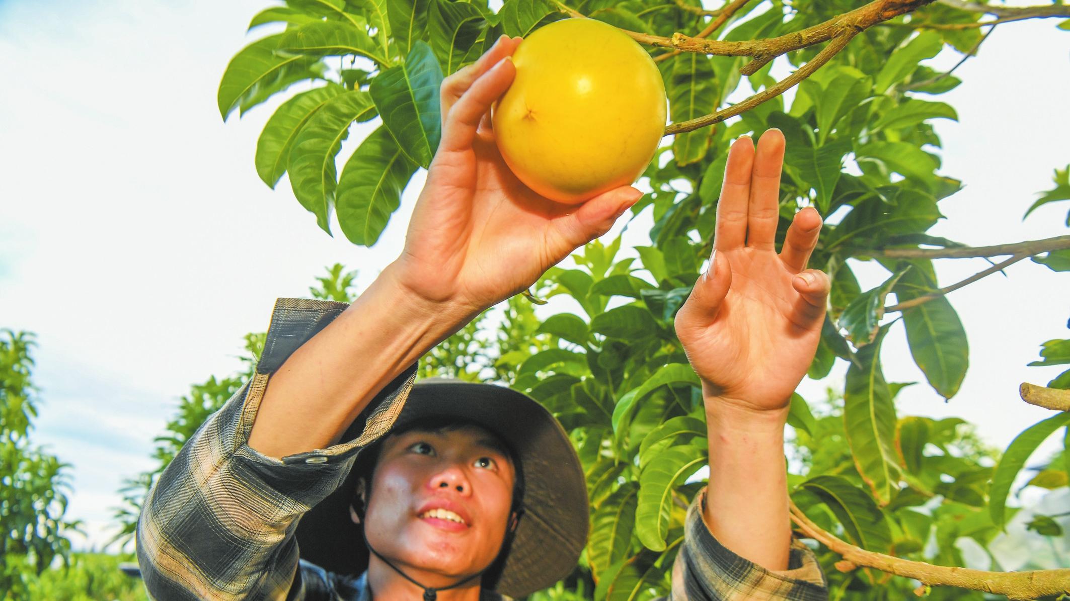 海口：打造“农业芯片” 加速“向种图强”