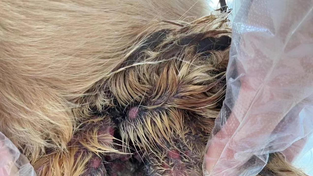 金毛反复过敏性外耳炎，该如何应对？