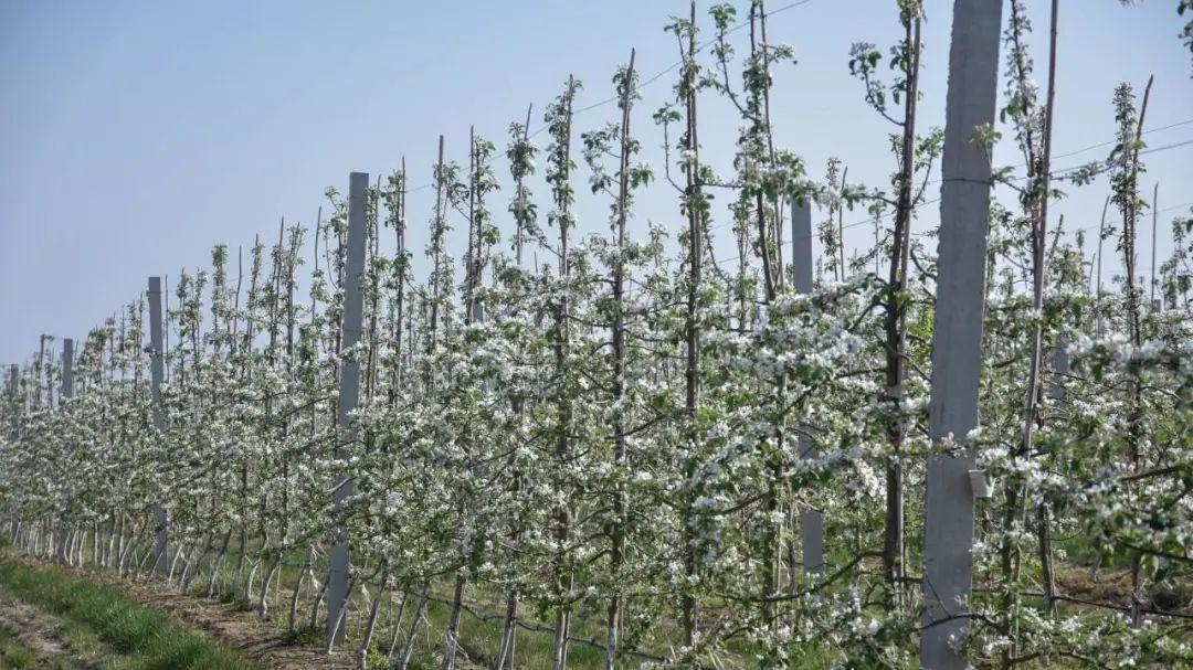 咸阳23个果园获评全省苹果高质高效示范园