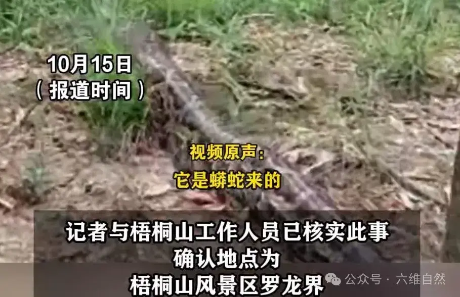 深圳梧桐山惊现圆鼓鼓大蟒蛇拦路，游客差点踩到，只因蟒蛇吃得太饱爬得太慢