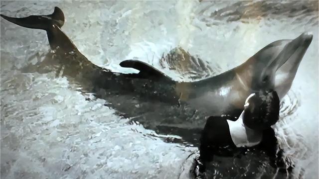 63年公海豚为爱殉情，后女老师坦言：我们确实有过非常亲密的接触