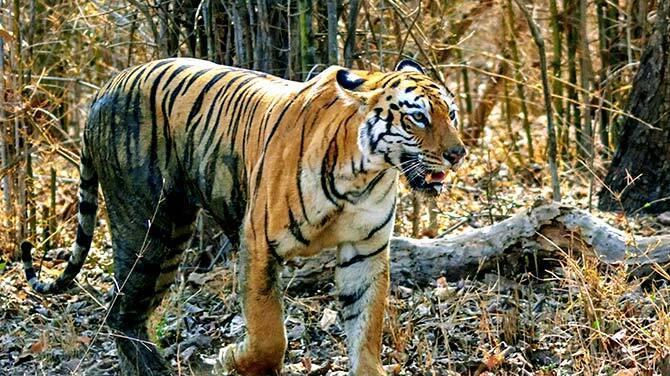 “胖爷”瓦格多，体重超过300公斤，吊打任何一头狮子