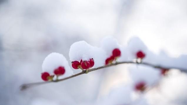 “小寒在头，三九棉衣；小寒在尾，春节炙热”2025年春节暖烘烘？