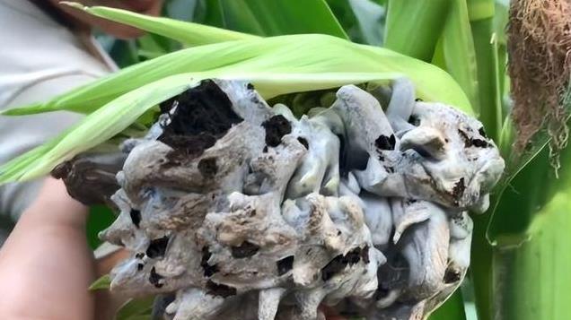 农村当做“病虫害”防治，全浪费了，如今身价暴涨还一根难求