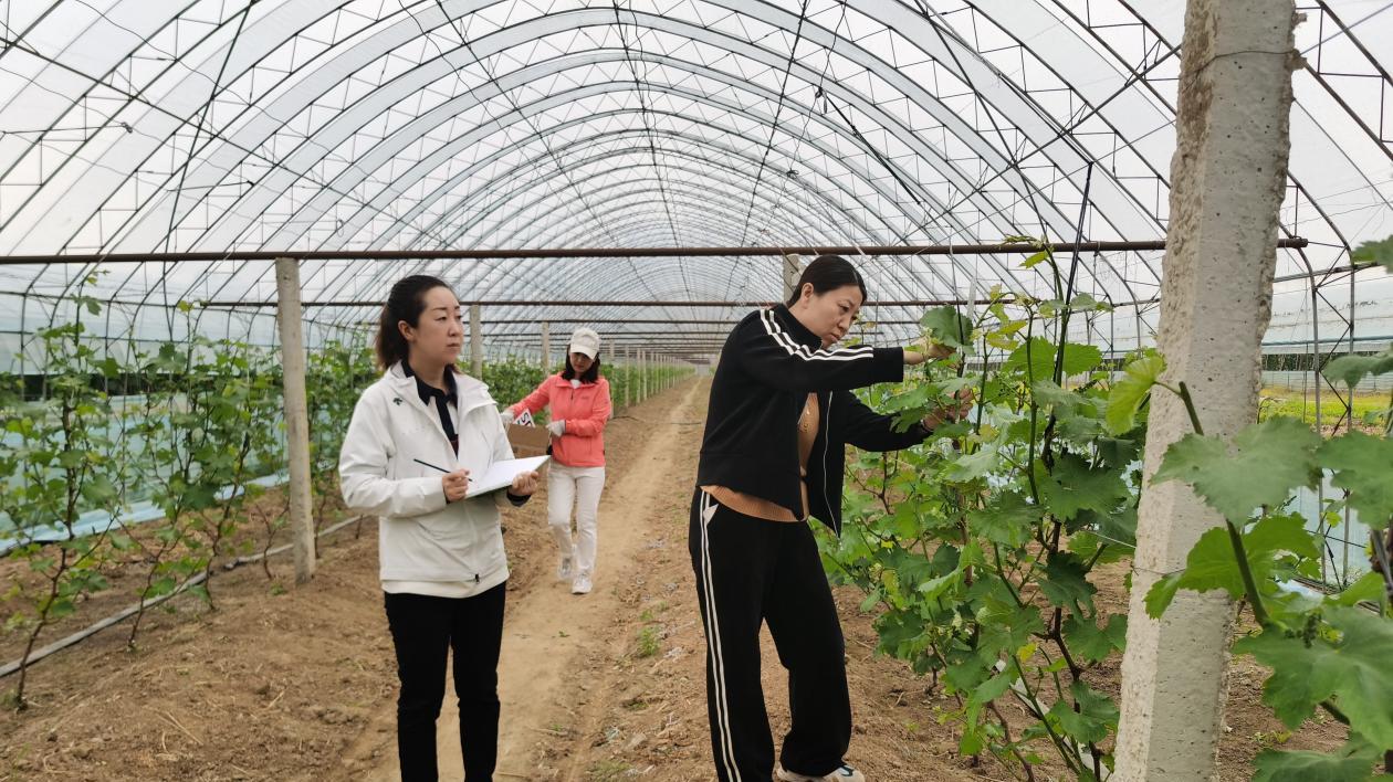 辽宁省农业科学院科技助力辽峰葡萄园提质增效