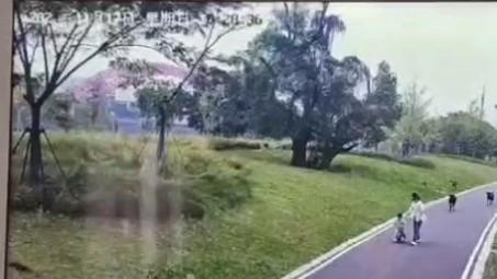 江西赣州犬伤人事件母女散步时被一群烈性犬围攻 母亲护子被撕咬