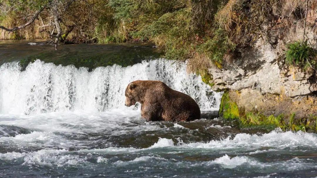 摄影师说，棕熊打架不伤人，未料一靠近，棕熊就一掌拍死了摄影师
