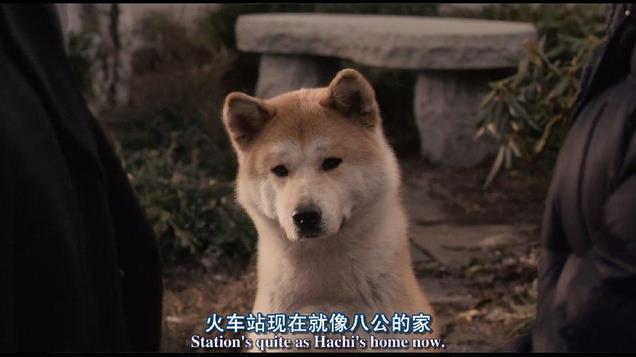 《忠犬八公的故事》：跨越国界的爱与忠诚