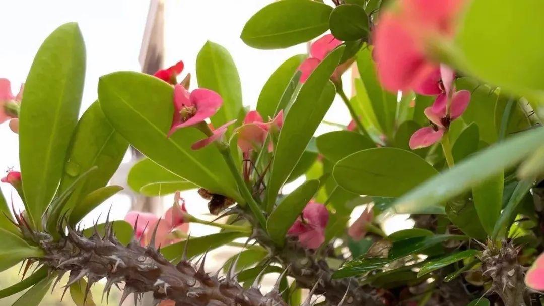 这1种花适合养阳台，一开就是300多天，邻居朋友见了都说好看