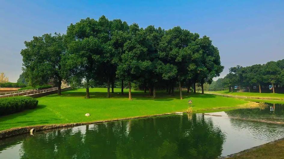 两分钟一局，《动物王者》如何让你快速享受游戏乐趣？