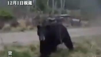 58岁丈夫杀熊救妻，官方：两人无生命危险，黑熊尸体将用于科研！