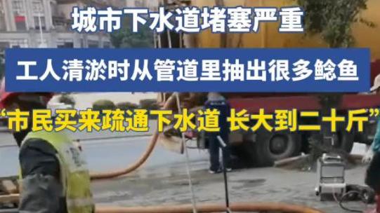 离奇！城市下水道堵塞，工人清淤抽出很多鲶鱼，目测起码200斤！