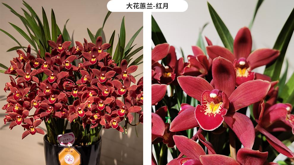 秋季兰花为何易生病？原因分析与应对策略全知晓