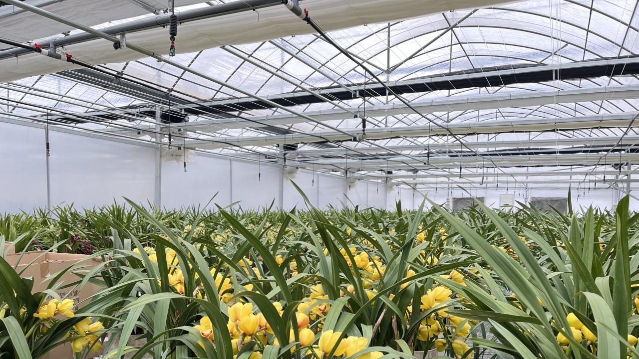 高楼里的兰花梦：在有限空间养兰花全攻略