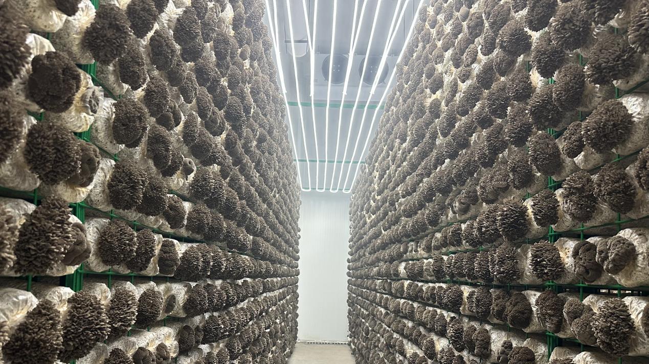 四川智慧菌菇房、智慧食用菌管理系统建设方案（重庆、贵州、云南、西藏）