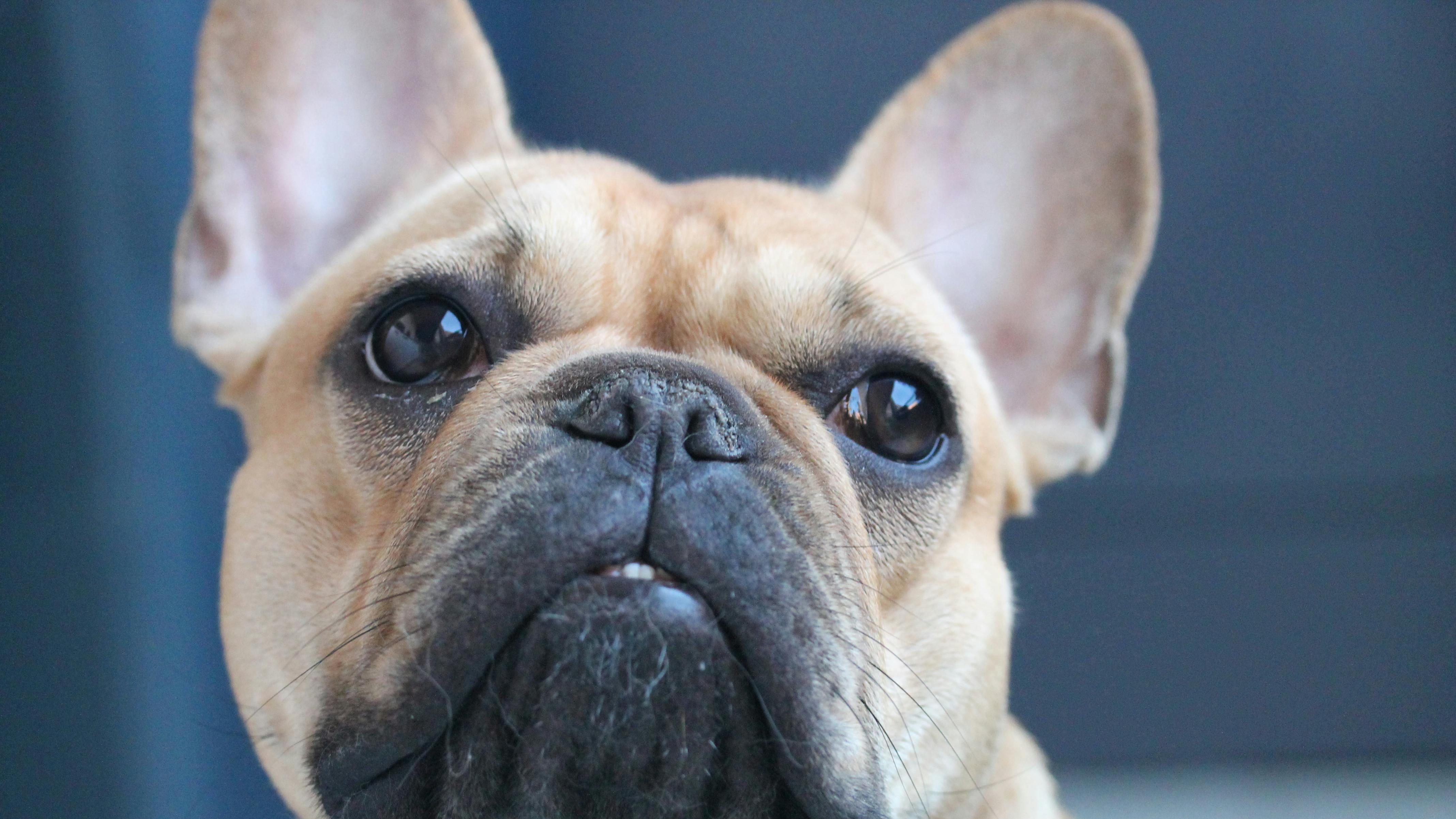 爱犬健康检查：应该重点关注哪些方面？