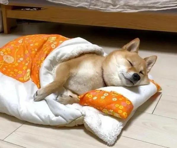 狗狗睡哪儿，透露其性格好不好，别不信，千真万确！