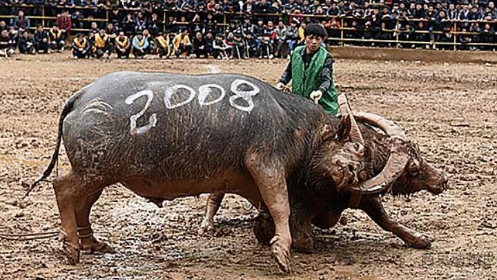 贵州传奇“雷公王”：一头牛的传奇故事，为何它的离世让500人泪洒送行？