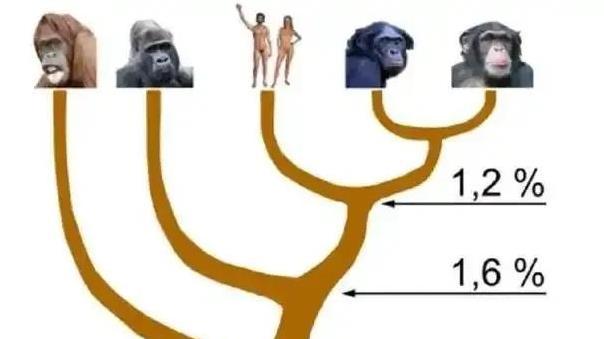 人类为何几乎褪去了全身毛发，唯独留下了头发、阴毛和腋毛？