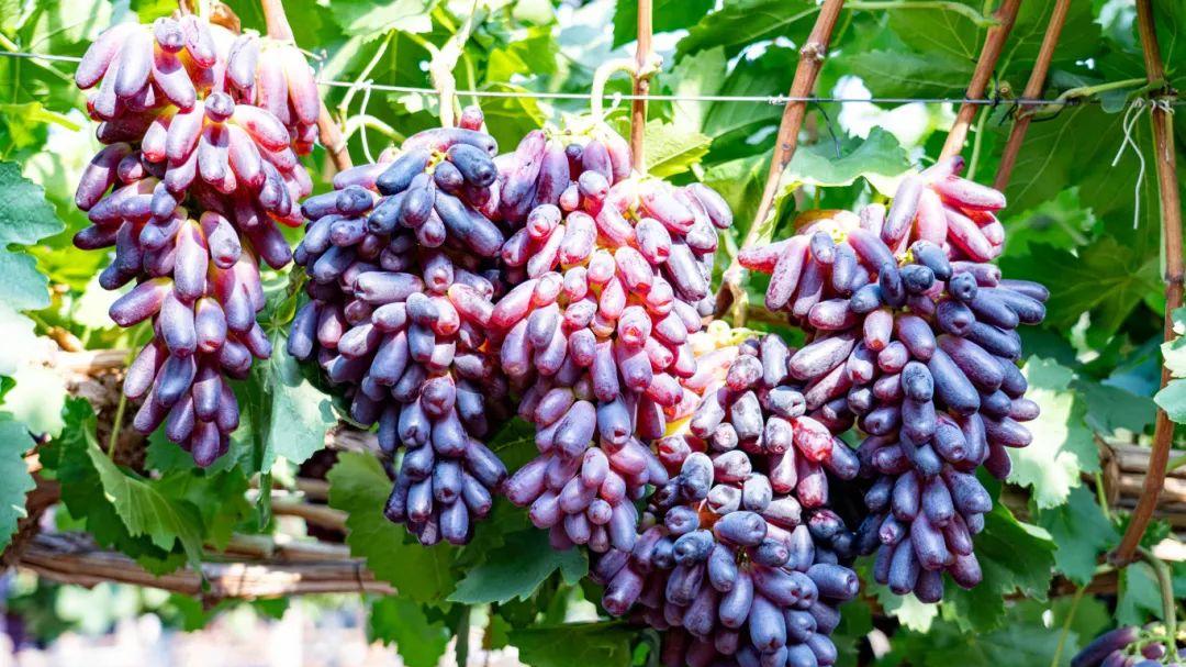 采摘新玩法，一起来韵鹤“萄”出甜蜜