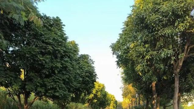 33岁大龄剩女现在不挑剔了，有人介绍就去相亲，可相亲的机会少了
